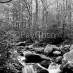 Forest Stream