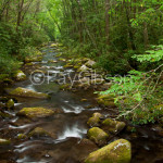 Summer Stream