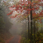 Autumn Dream