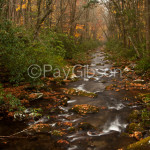 Autumn Stream
