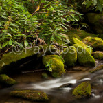 Mossy Brook